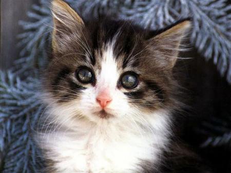 pti minou