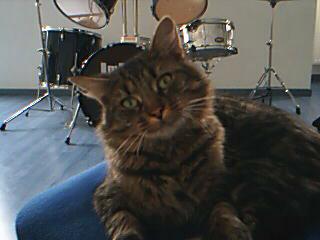 tigrou